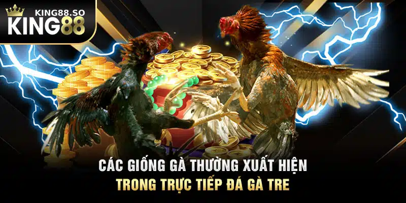 Các giống gà thường xuất hiện trong trực tiếp đá gà tre