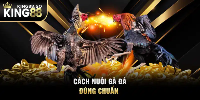 Cách nuôi gà đá đúng chuẩn