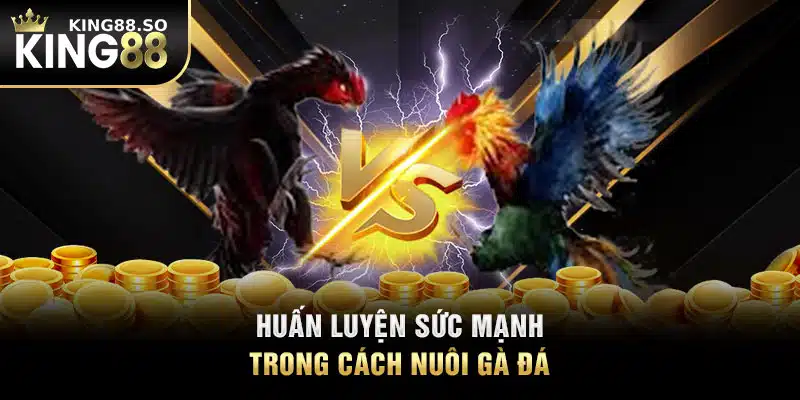 Huấn luyện sức mạnh trong cách nuôi gà đá