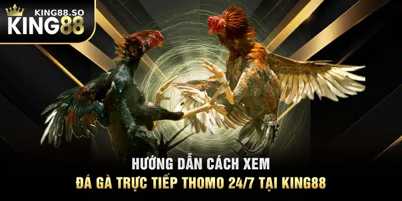 Hướng dẫn cách xem đá gà trực tiếp Thomo 24/7 tại KING88