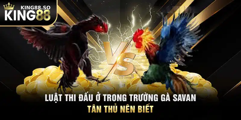 Luật thi đấu ở trong trường gà Savan tân thủ nên biết