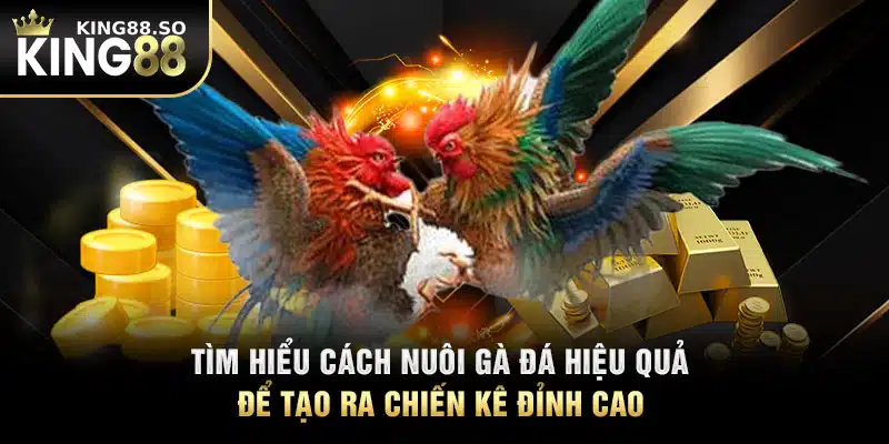 Tìm Hiểu Cách Nuôi Gà Đá Hiệu Quả Để Tạo Ra Chiến Kê Đỉnh Cao