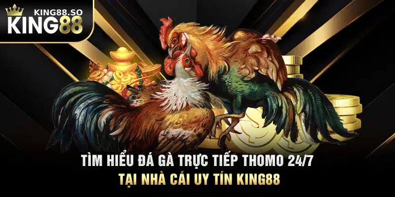 Tìm Hiểu Đá Gà Trực Tiếp Thomo 24/7 Tại Nhà Cái Uy Tín KING88