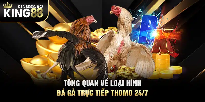 Tổng quan về loại hình đá gà trực tiếp Thomo 24/7 