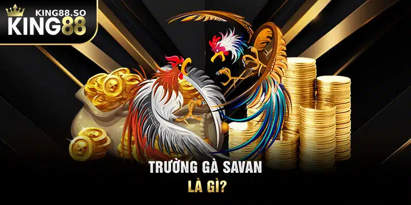 Trường gà Savan là gì?