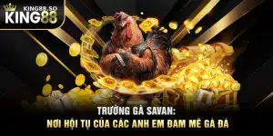 Trường Gà Savan- Nơi Hội Tụ Của Các Anh Em Đam Mê Gà Đá