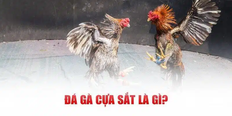 Khái niệm đá gà cựa sắt