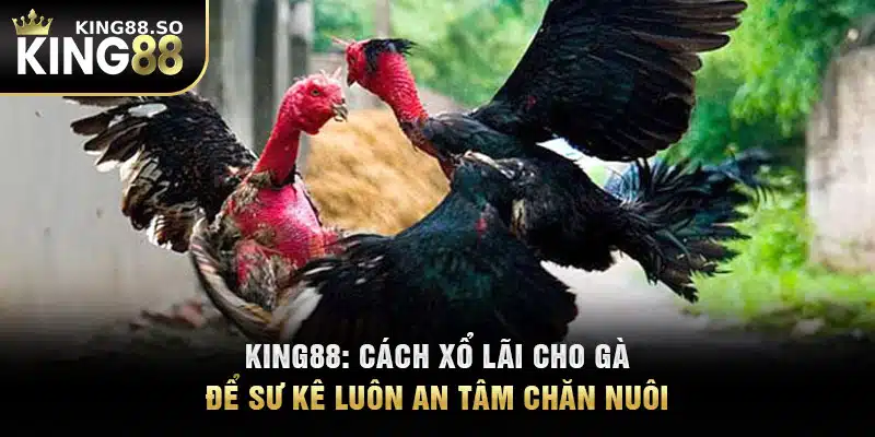 KING88: Cách Xổ Lãi Cho Gà Để Sư Kê Luôn An Tâm Chăn Nuôi