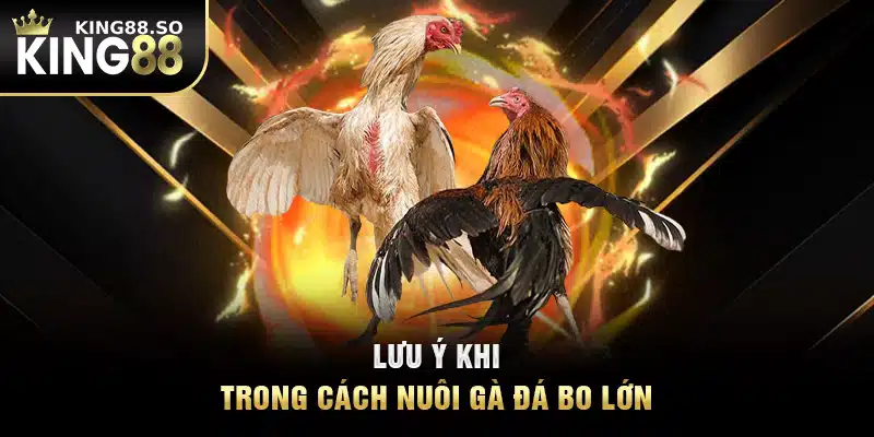 Lưu ý khi trong cách nuôi gà đá bo lớn