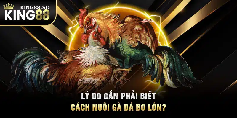 Lý do cần phải biết cách nuôi gà đá bo lớn?