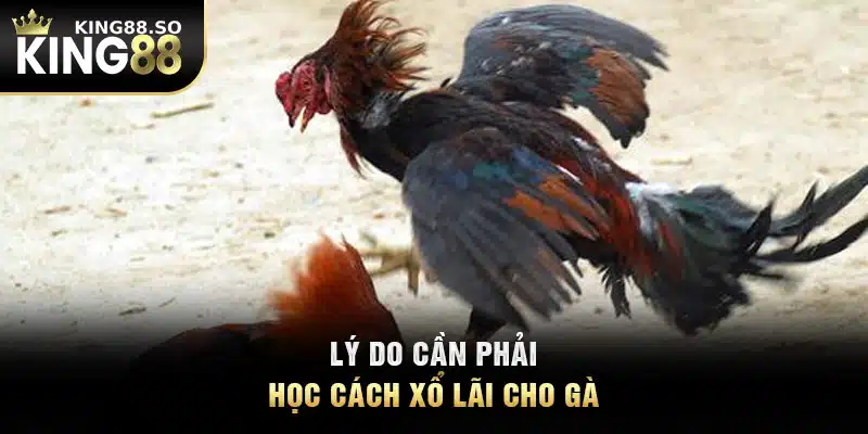 Lý do cần phải học cách xổ lãi cho gà