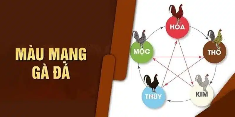 Giải thích chi tiết về màu mạng gà đá